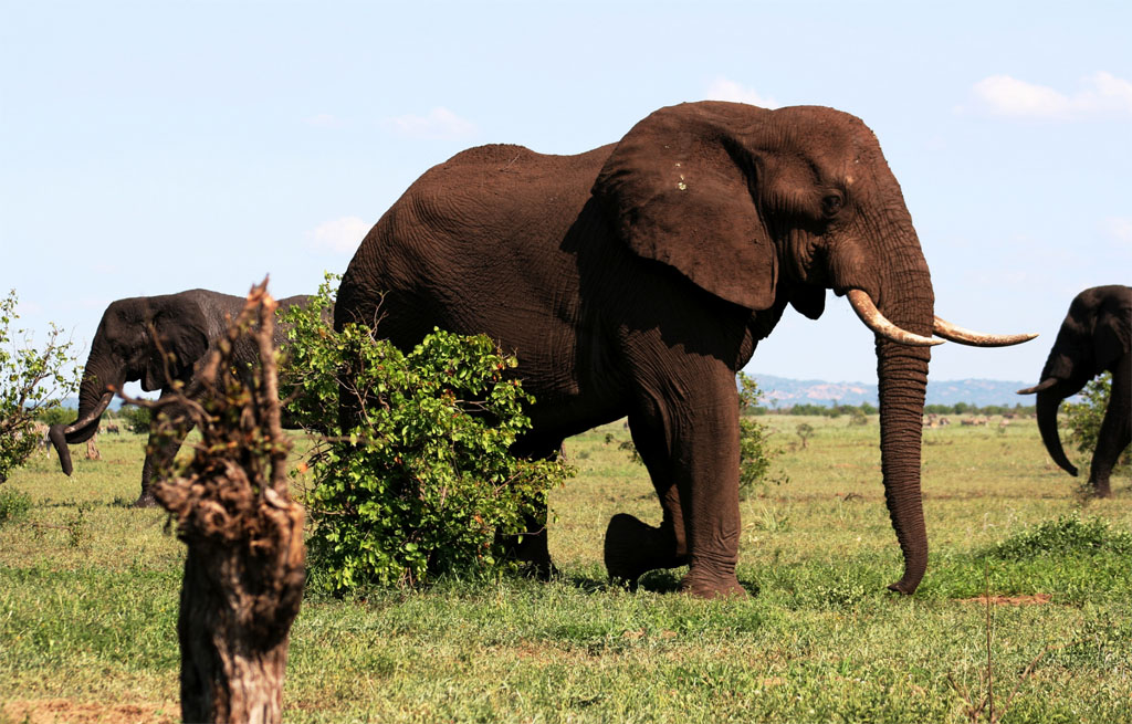 Elephant dans le Parc du Kruger